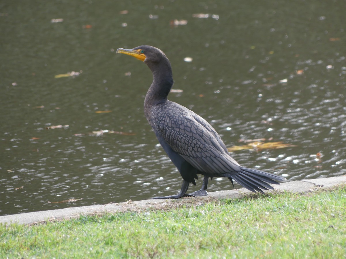 Ушастый баклан - ML646503765