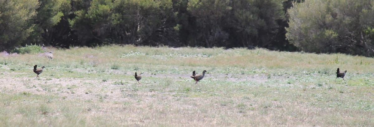 Gallineta Patirroja - ML646503766