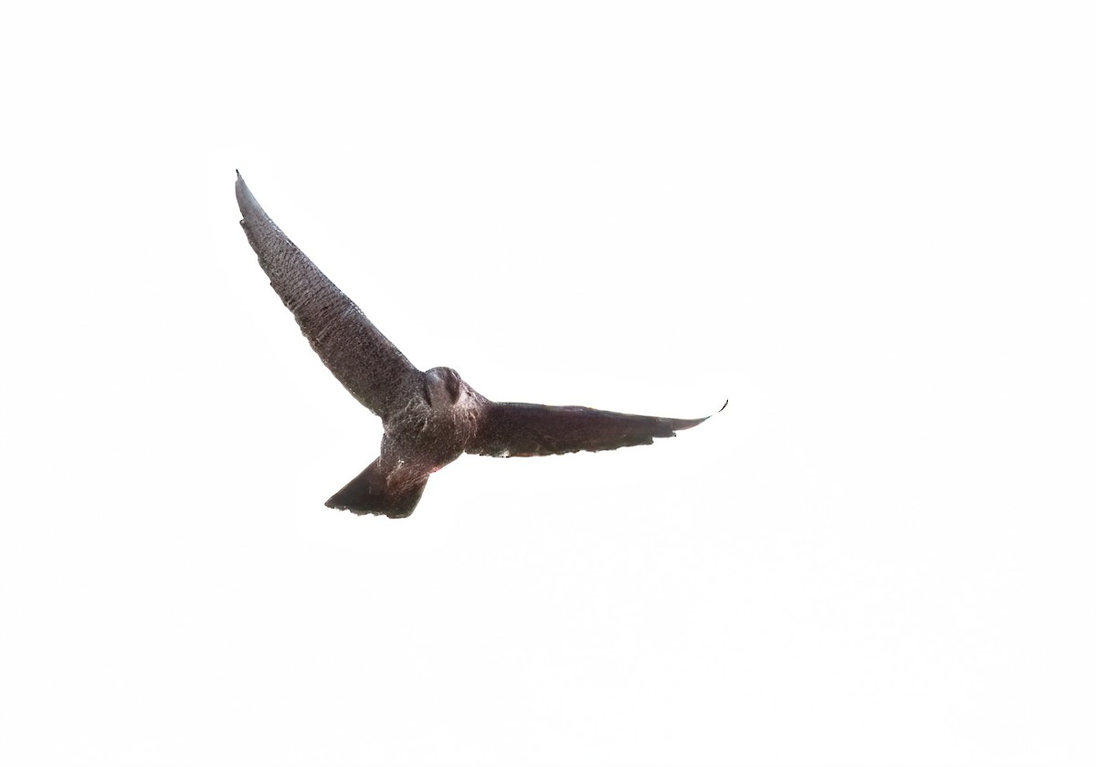 遊隼 - ML646503768