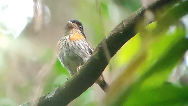Rufous-sided Broadbill - ML646503769
