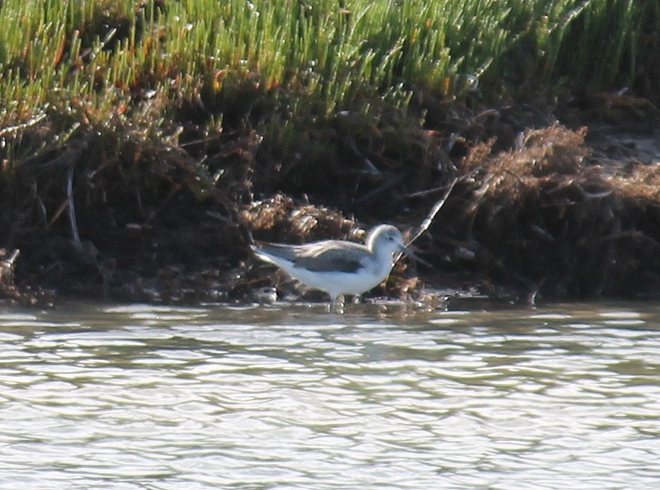 Andarríos Chico - ML646503771