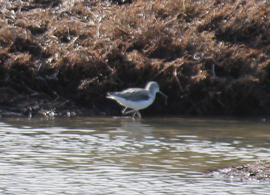 Andarríos Chico - ML646503772