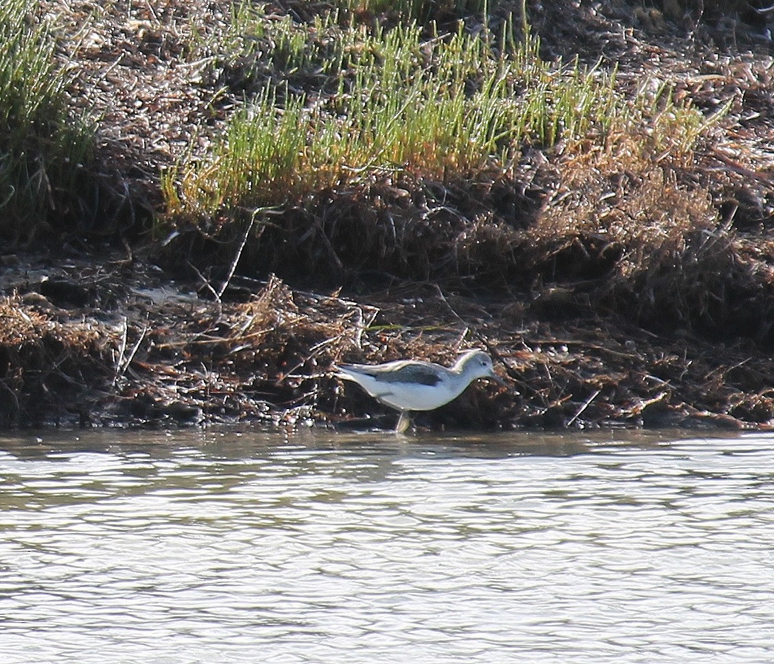Andarríos Chico - ML646503774