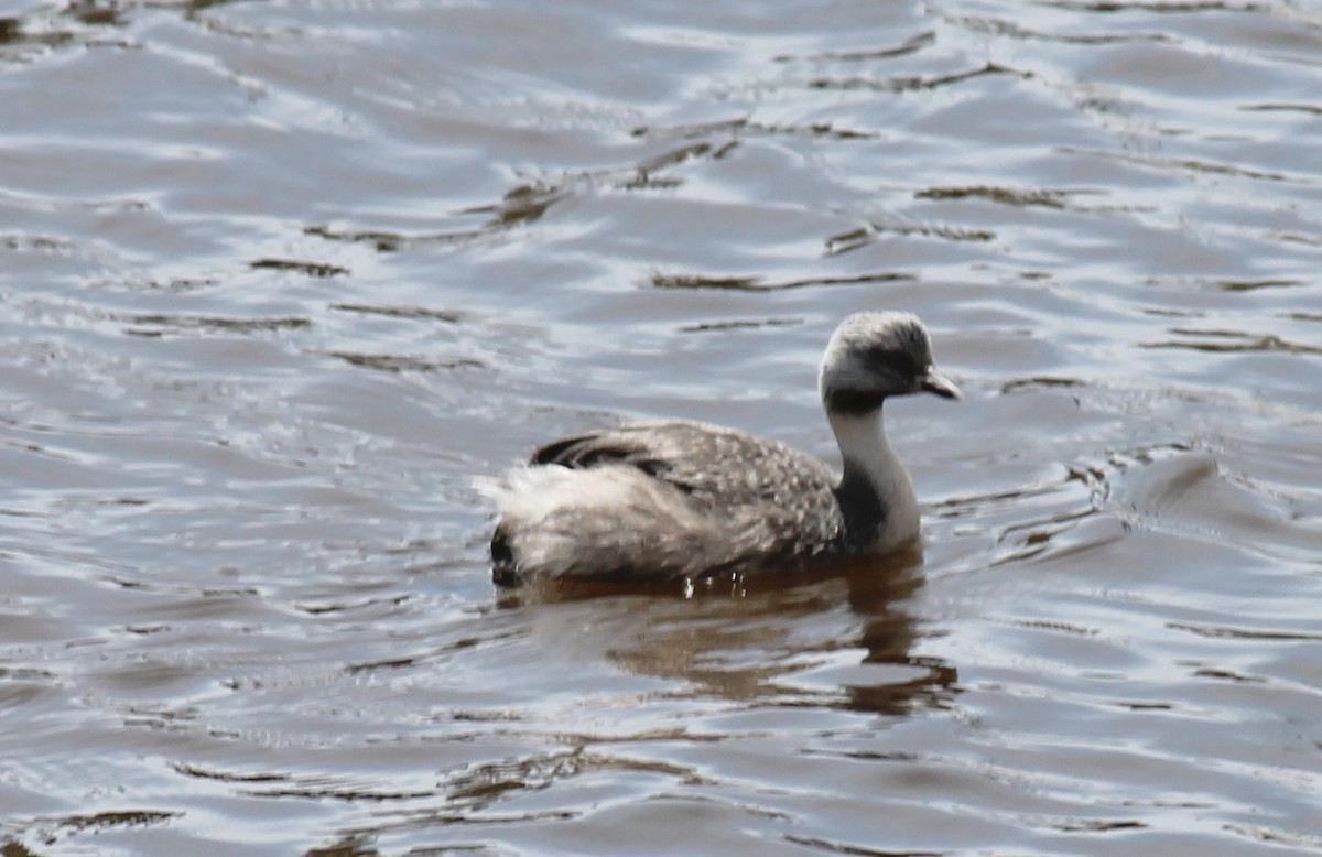 Zampullín Canoso - ML646503776