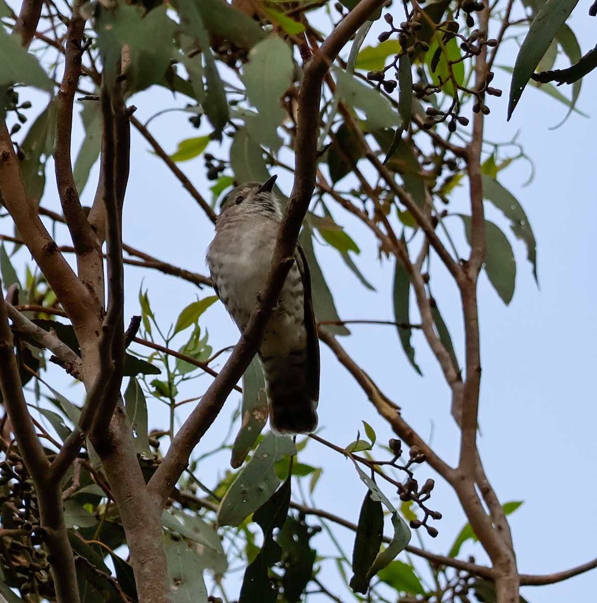 Shining Bronze-Cuckoo - ML646503777