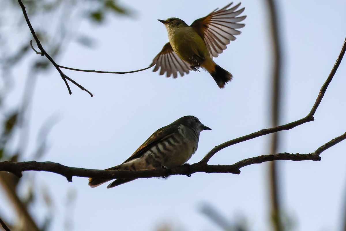 Shining Bronze-Cuckoo - ML646503778