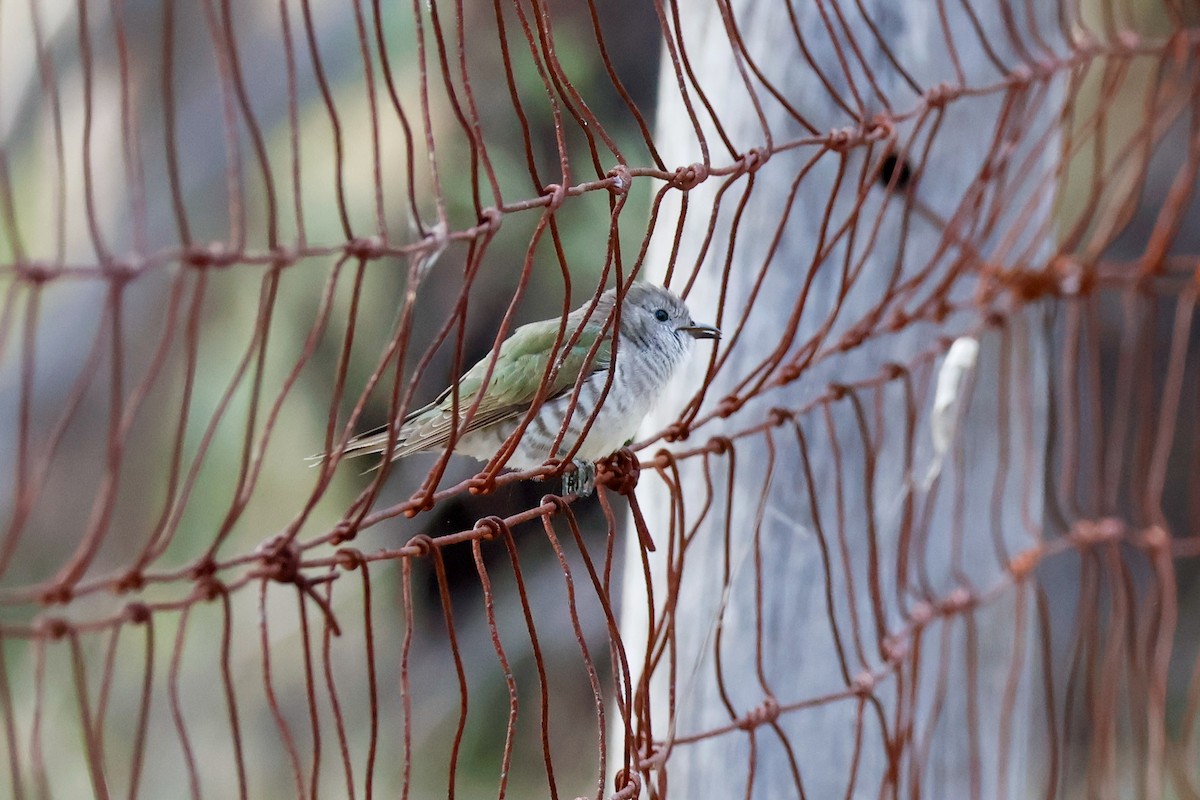 Shining Bronze-Cuckoo - ML646503779