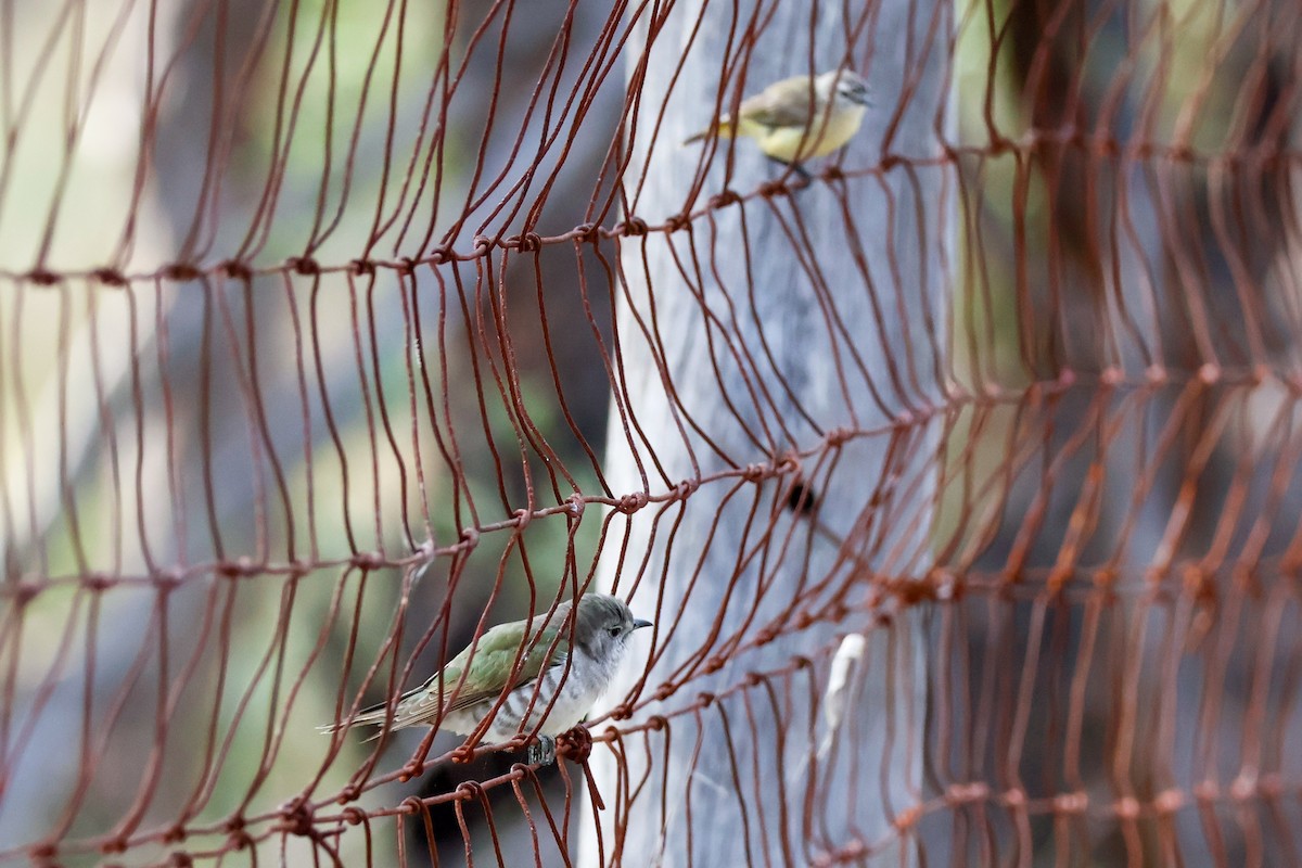 Shining Bronze-Cuckoo - ML646503780