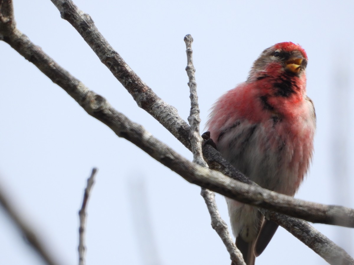 Pardillo Sizerín - ML646503781