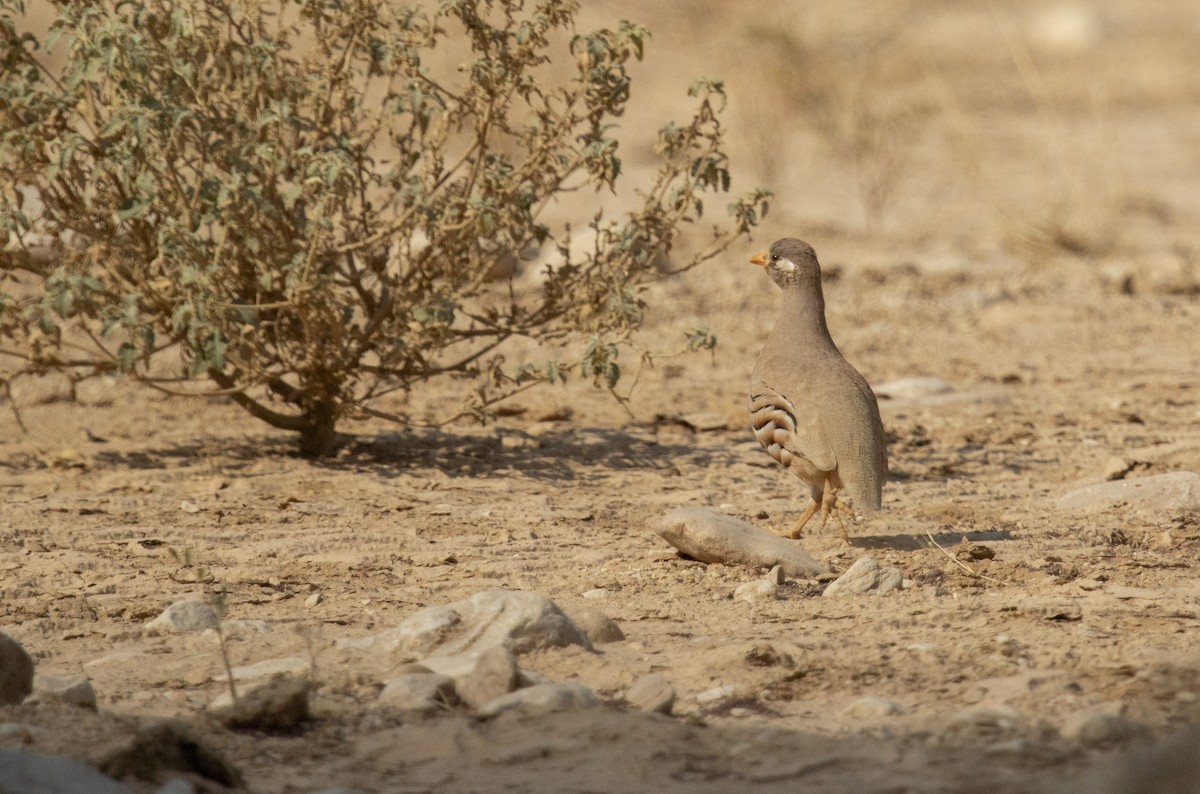 Sand Partridge - ML646503782