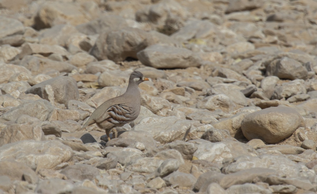 Sand Partridge - ML646503783