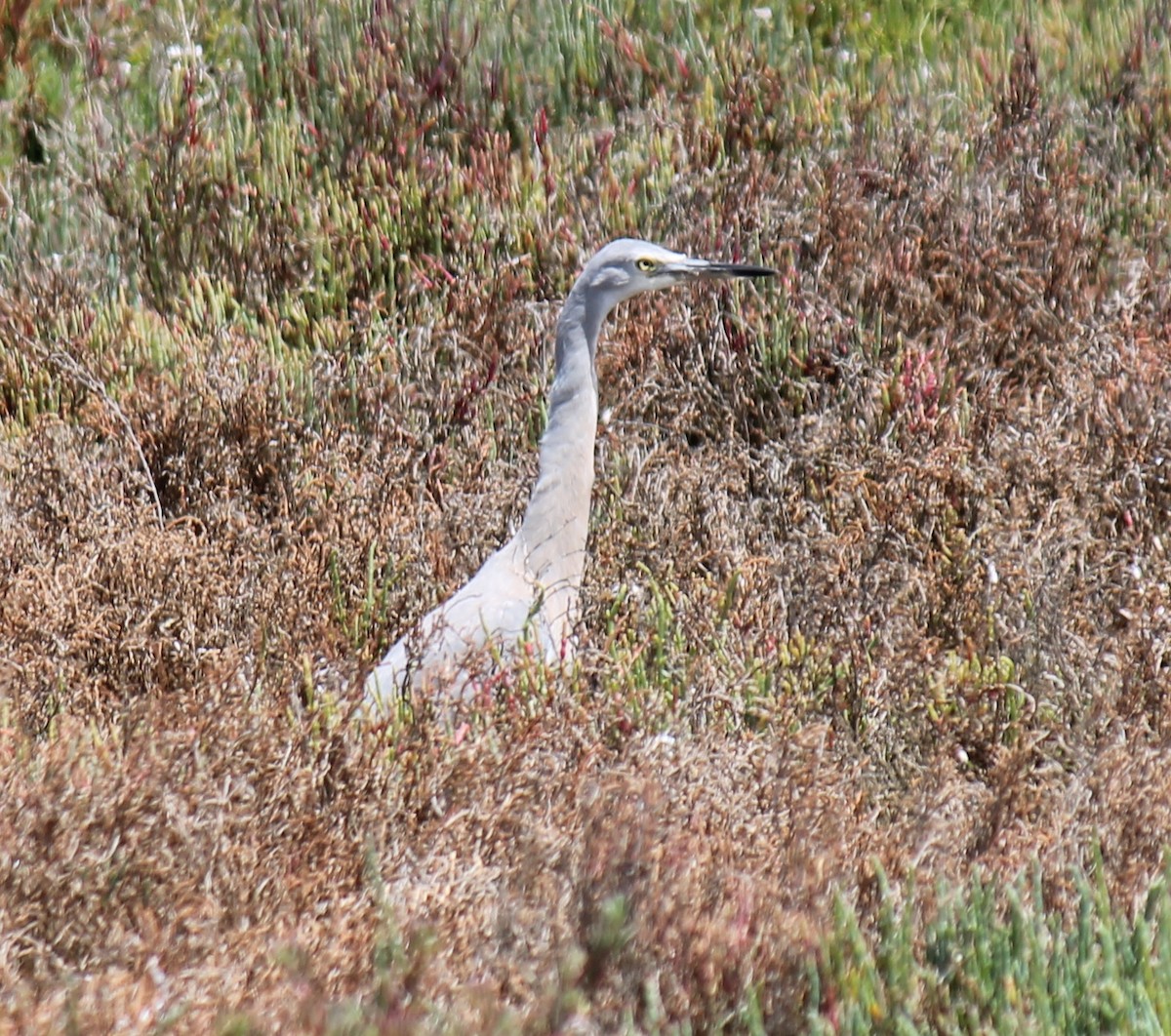 Garceta Cariblanca - ML646503784