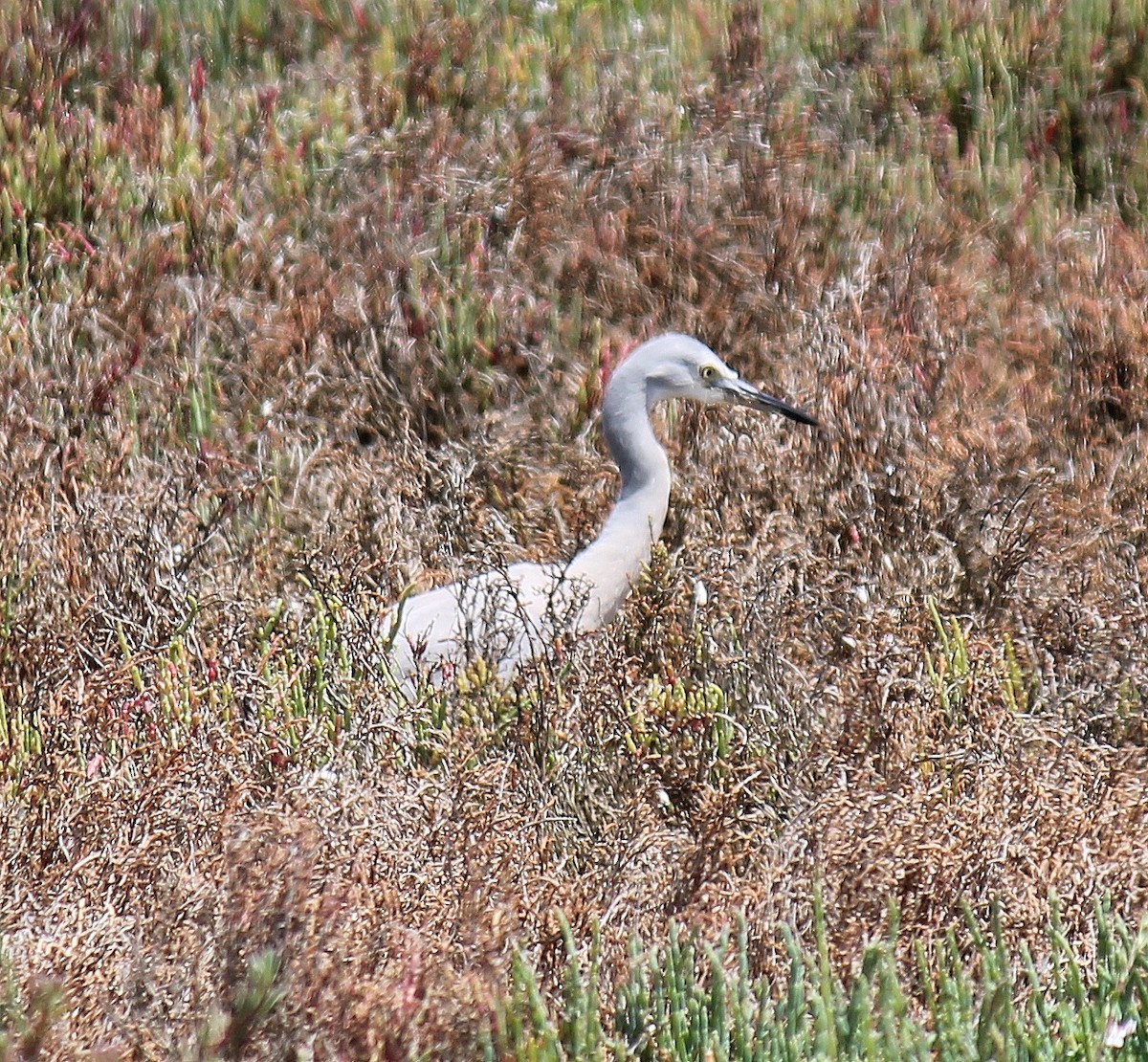 Garceta Cariblanca - ML646503785