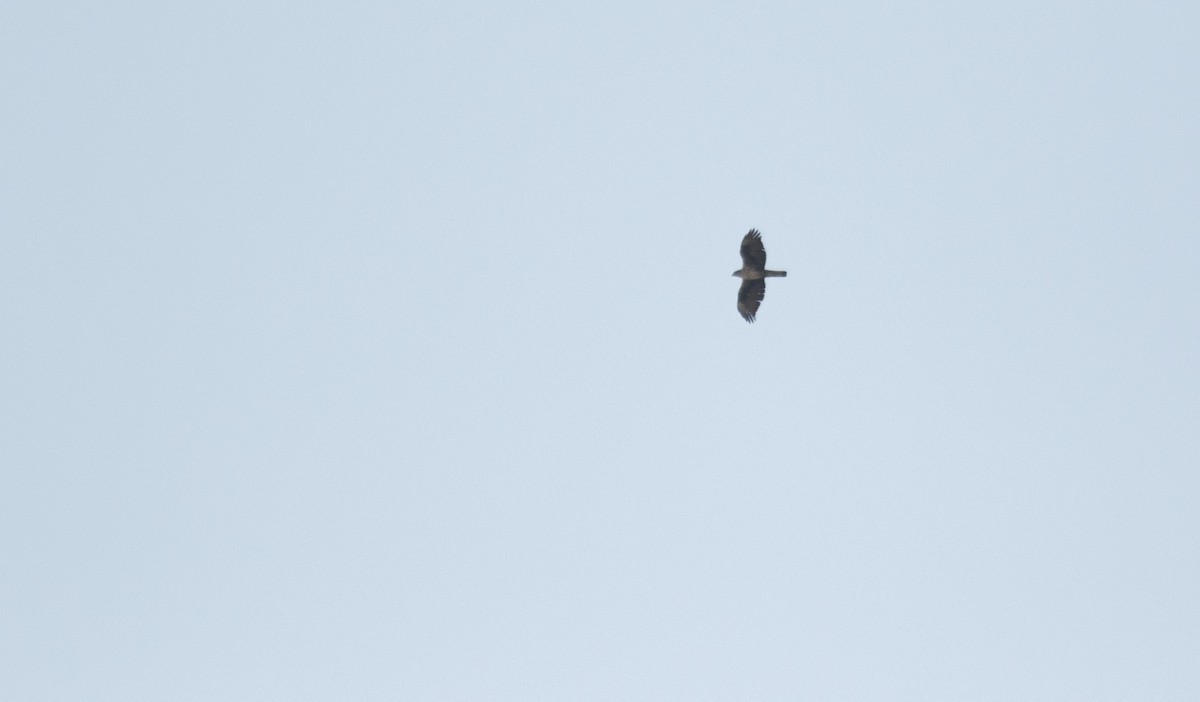 Bonelli's Eagle - ML646503786