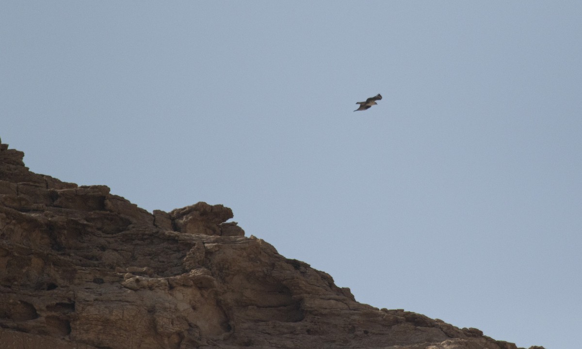 Bonelli's Eagle - ML646503787