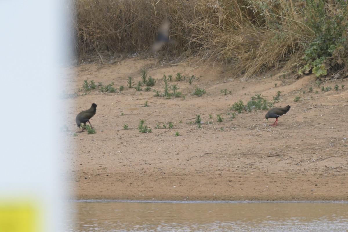 Black-tailed Nativehen - ML646503788