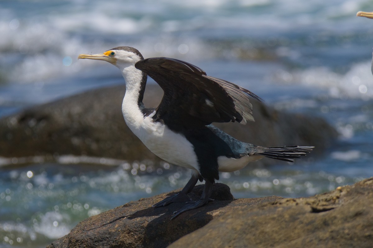 Пегий баклан - ML646503789