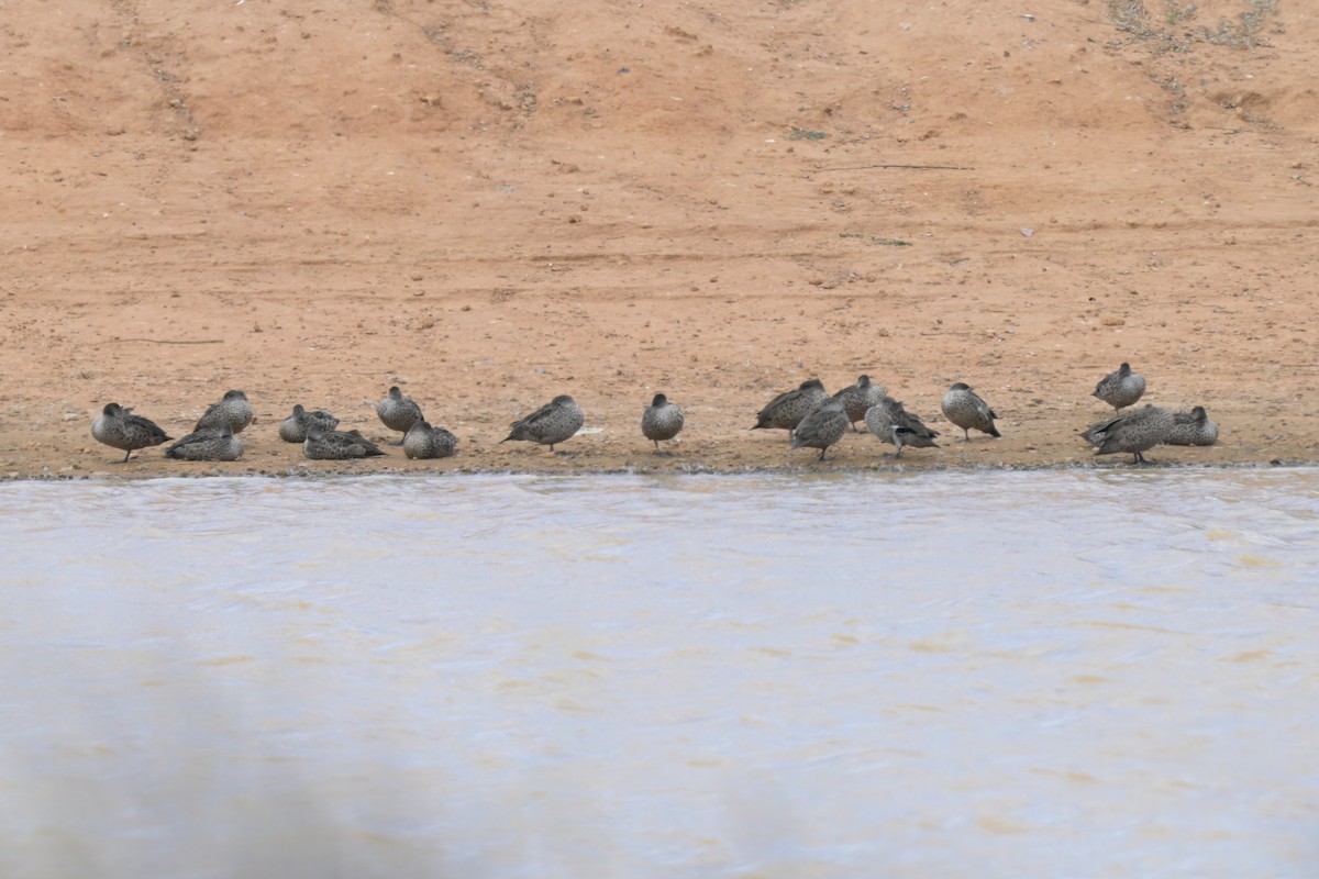 Gray Teal - ML646503790