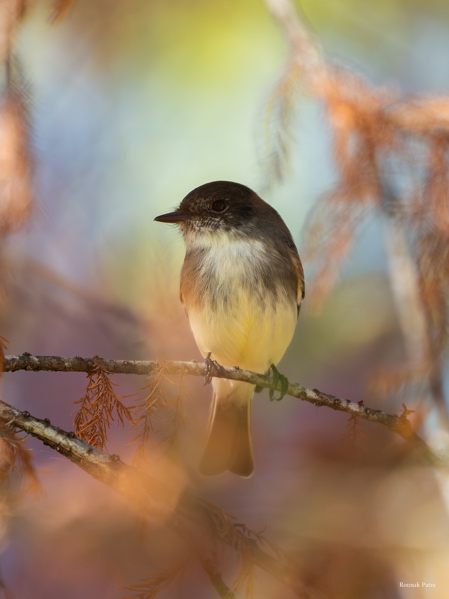 ツキヒメハエトリ - ML646503791