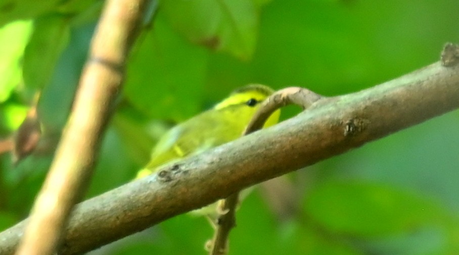 Yellow-vented Warbler - ML646503792