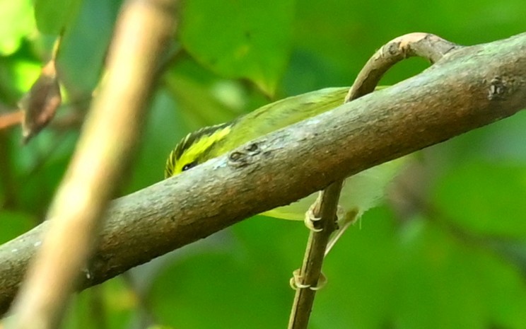 Yellow-vented Warbler - ML646503793