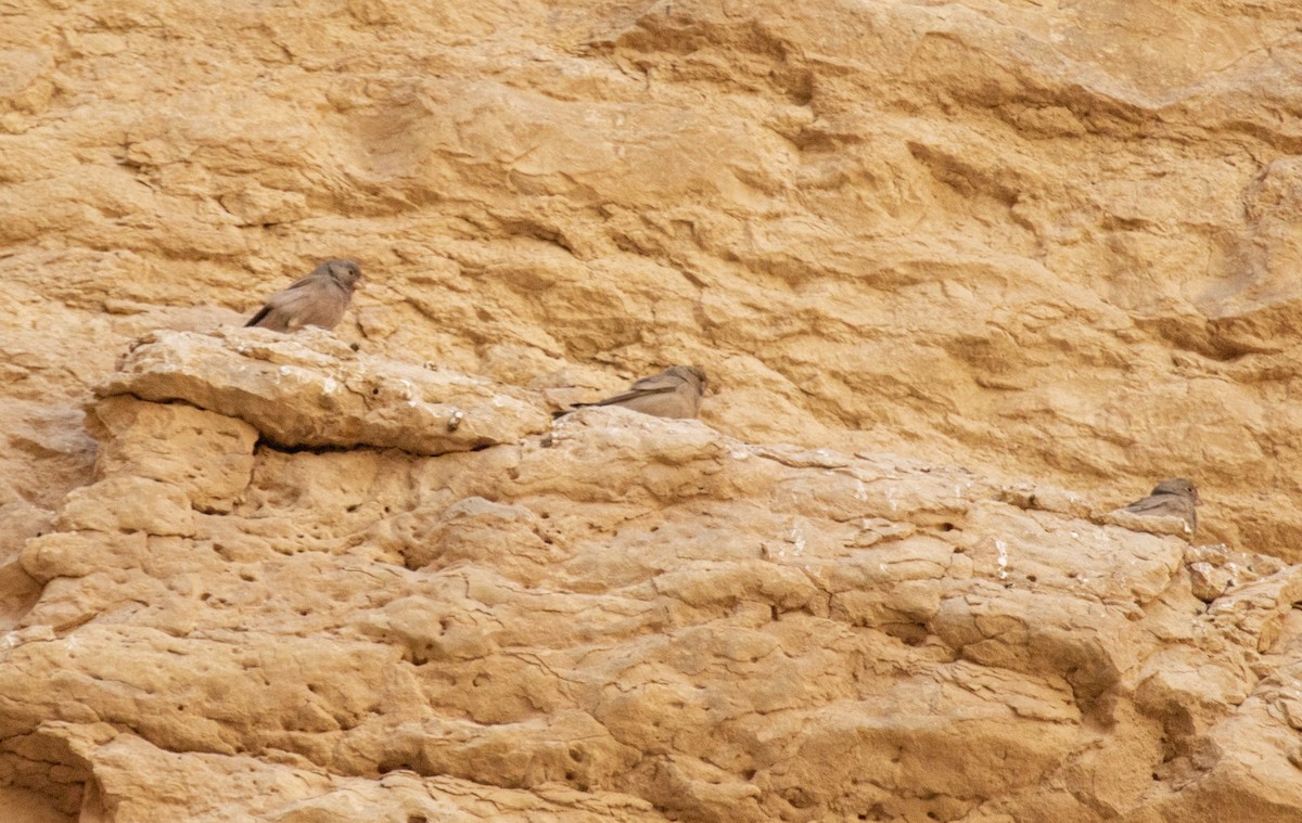 Trumpeter Finch - ML646503794