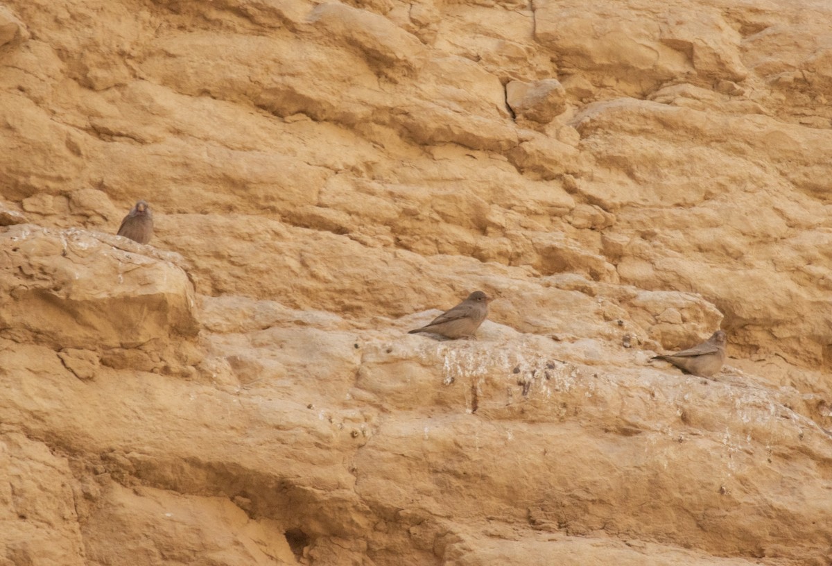 Trumpeter Finch - ML646503795