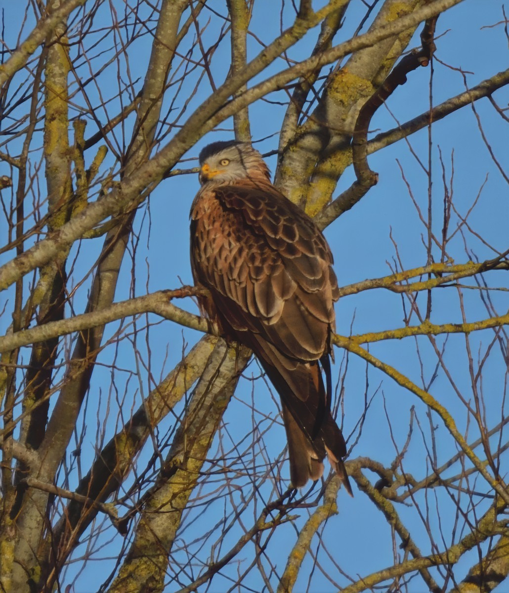 Red Kite - ML646503796