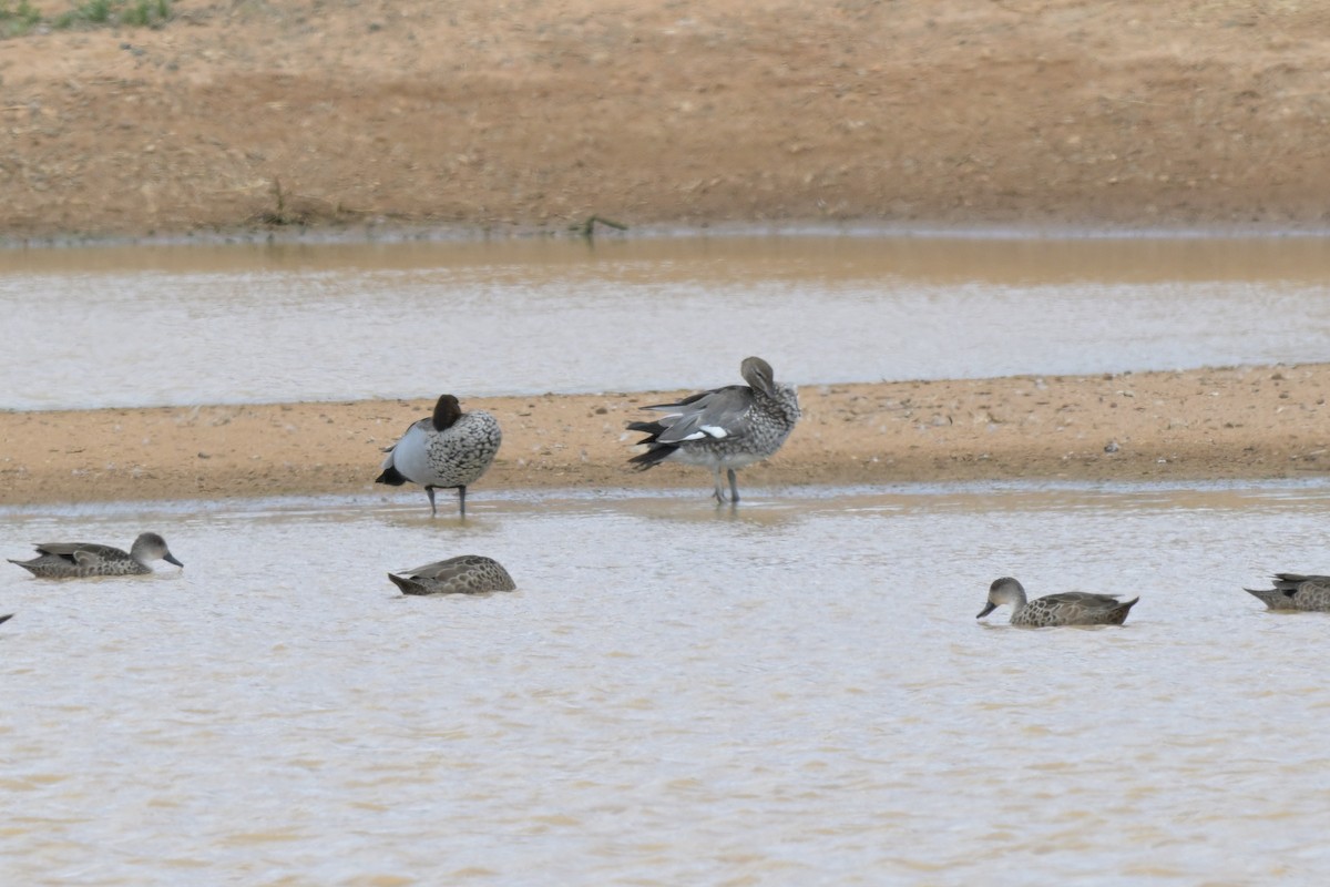 Maned Duck - ML646503797