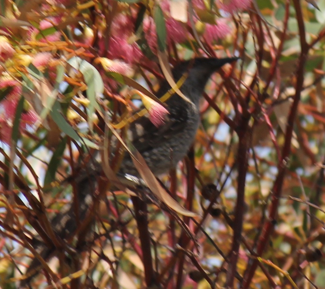 Mielero Alirrufo - ML646503798