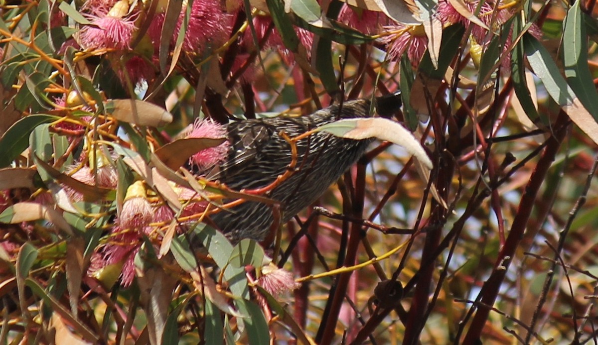 Mielero Alirrufo - ML646503800