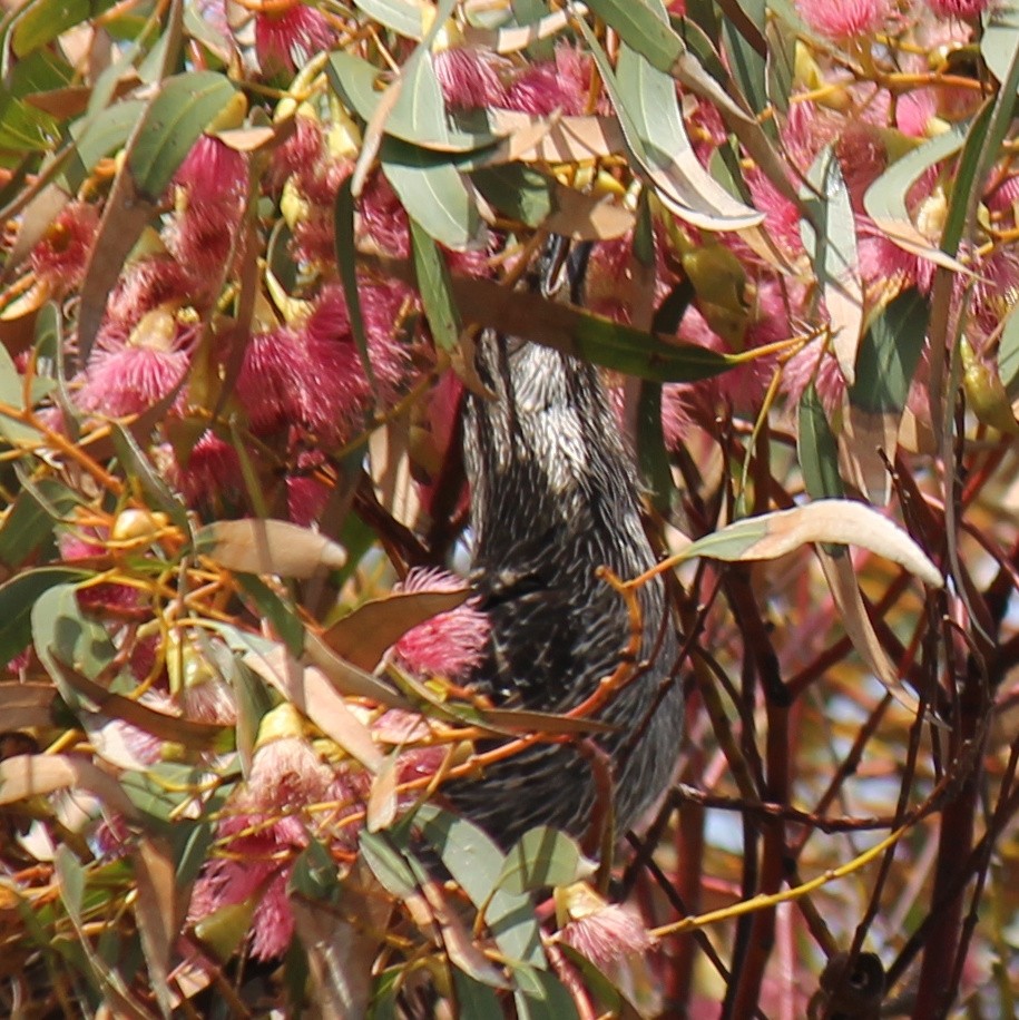 Mielero Alirrufo - ML646503801