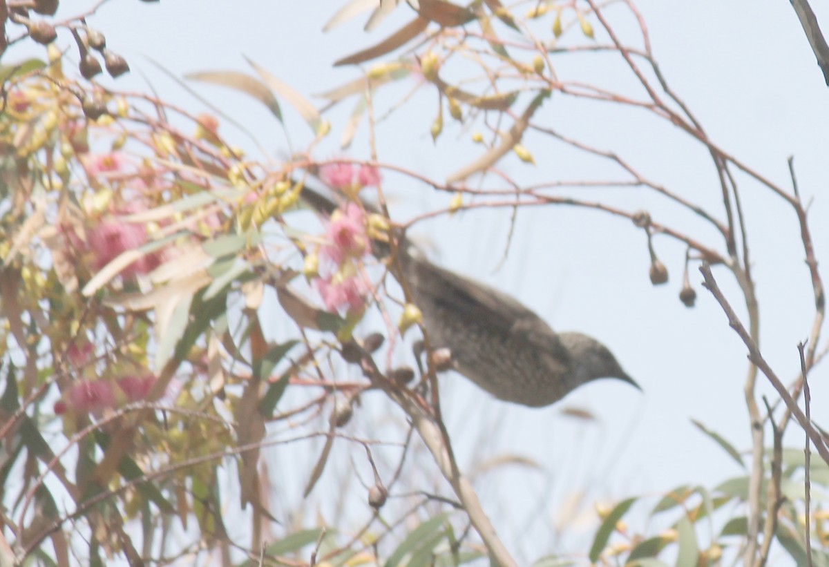 Mielero Alirrufo - ML646503802