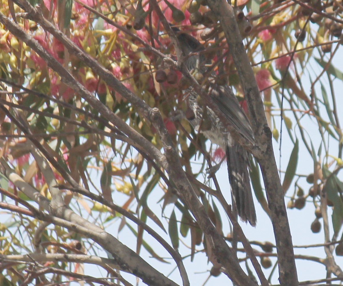 Mielero Alirrufo - ML646503803