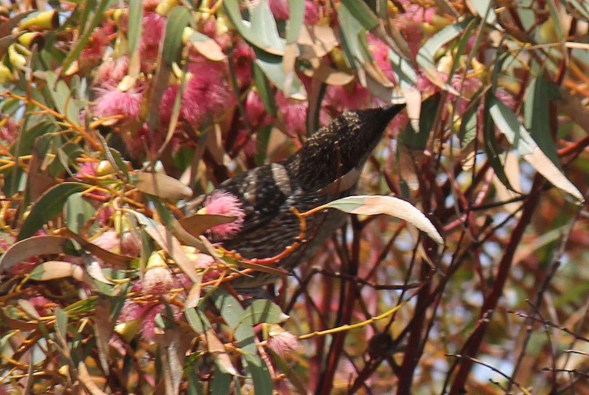 Mielero Alirrufo - ML646503804