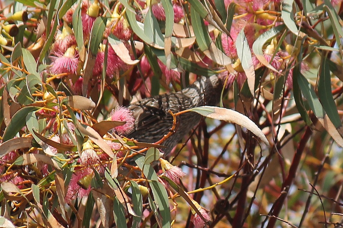 Mielero Alirrufo - ML646503805