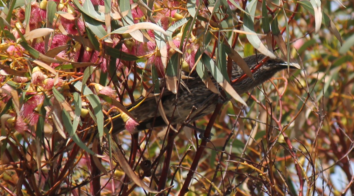 Mielero Alirrufo - ML646503806