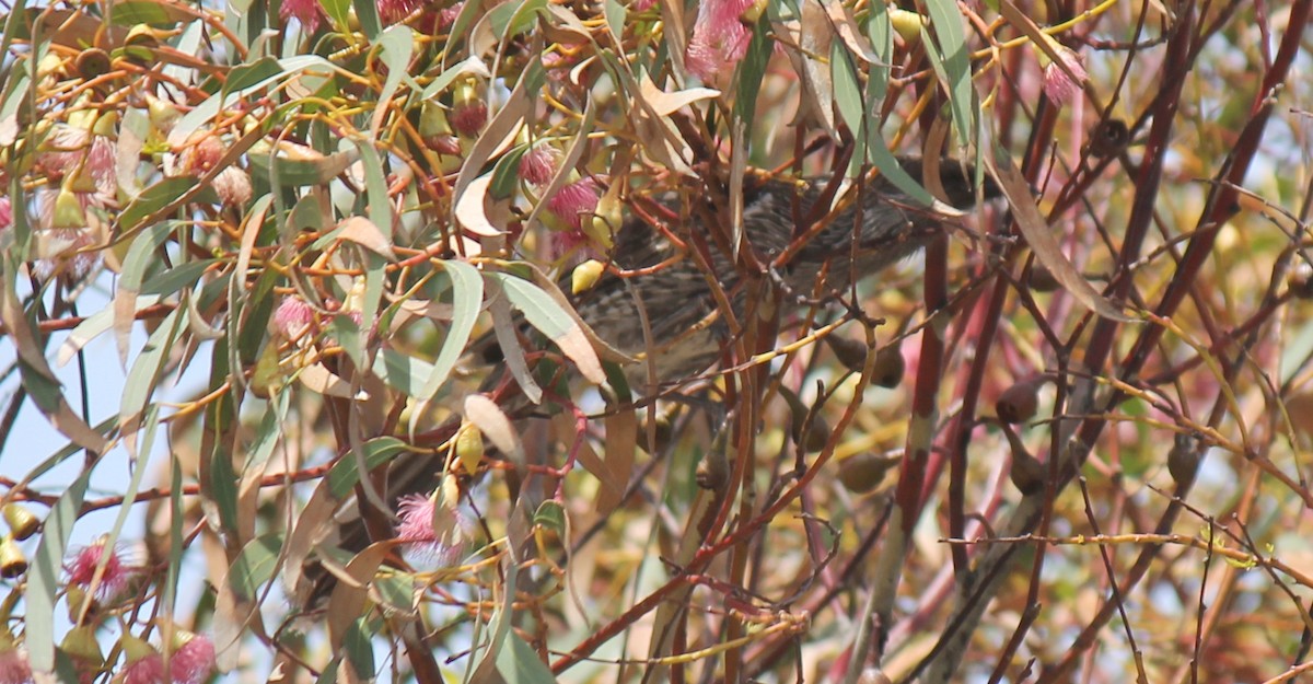 Mielero Alirrufo - ML646503807