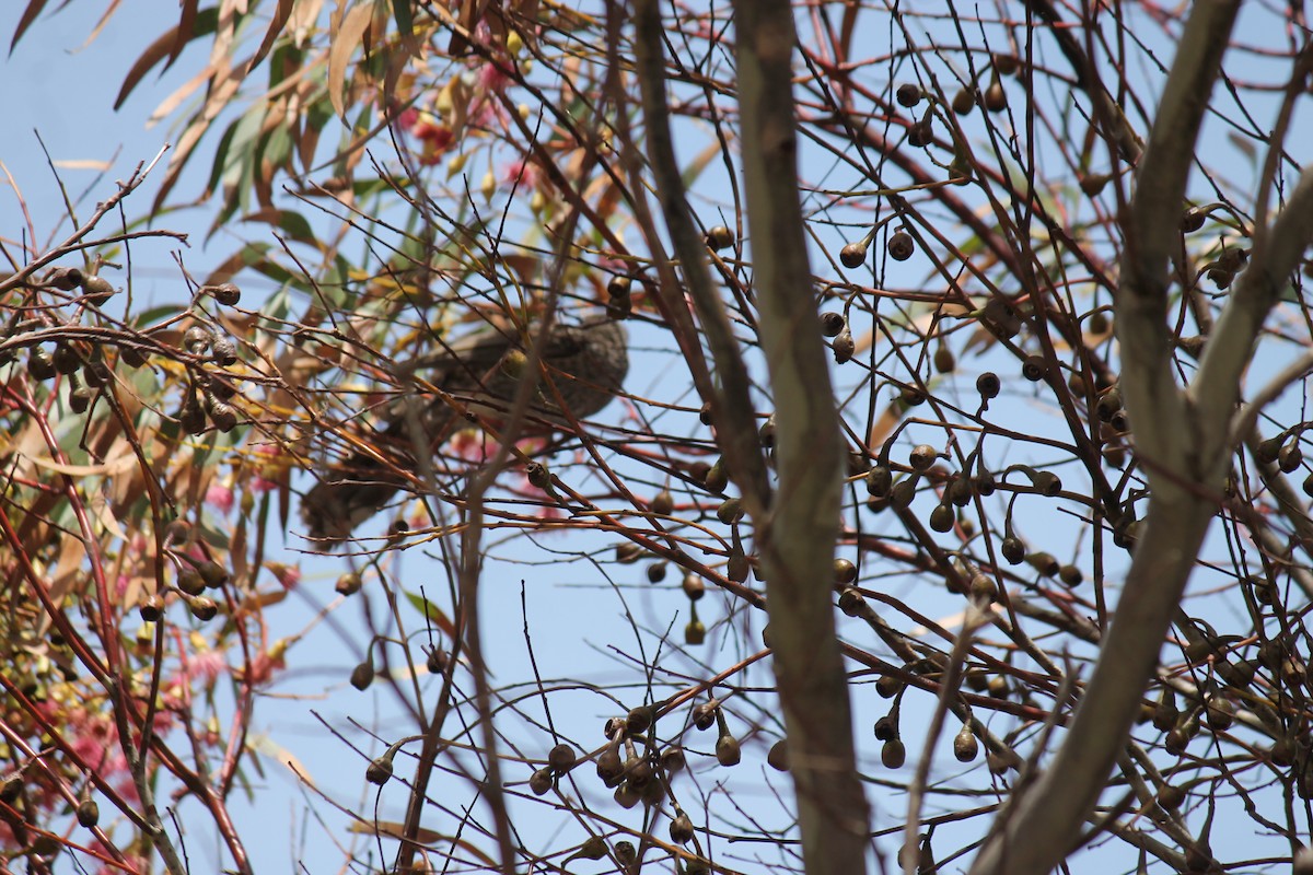 Mielero Alirrufo - ML646503808