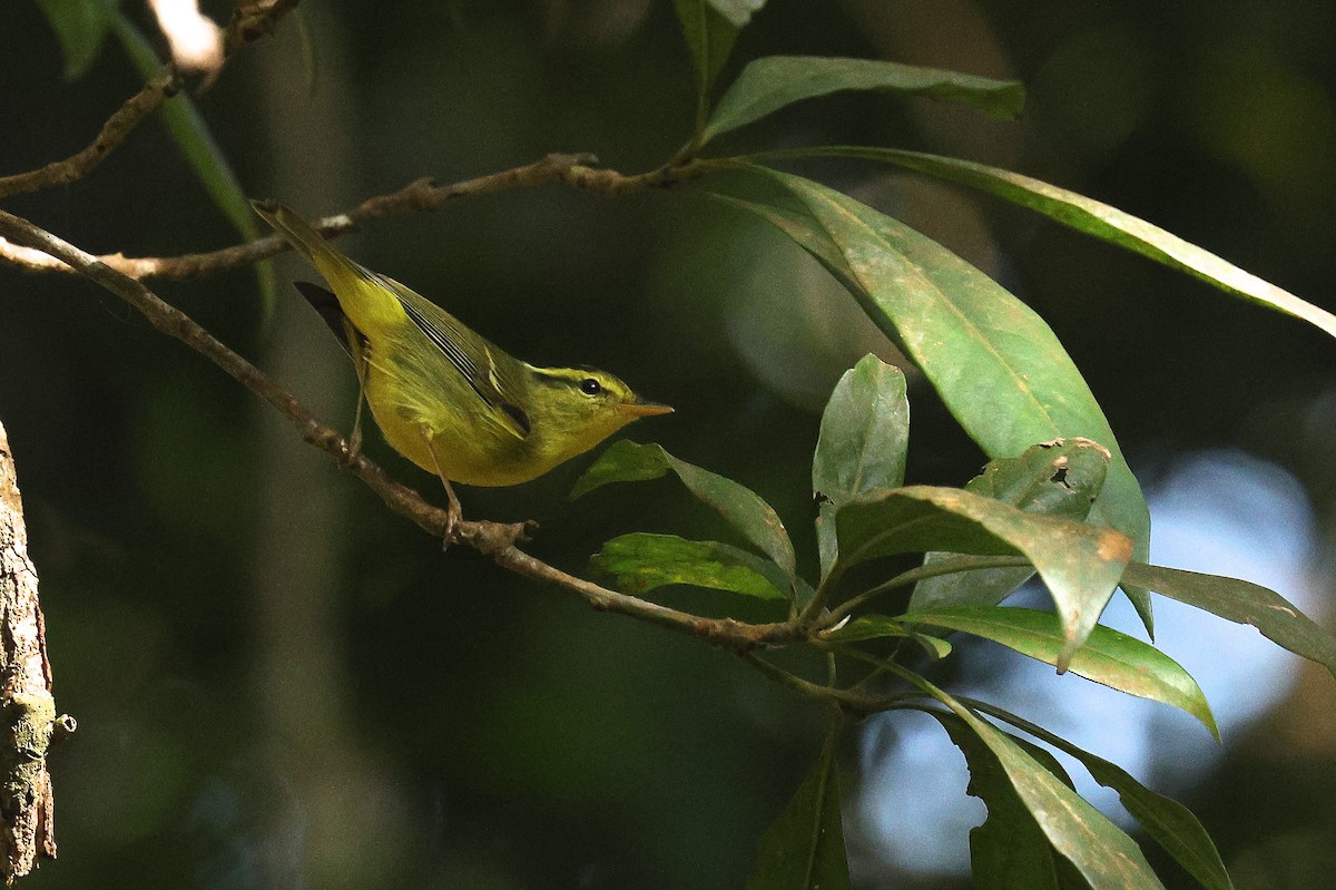 マユグロムシクイ - ML646503810