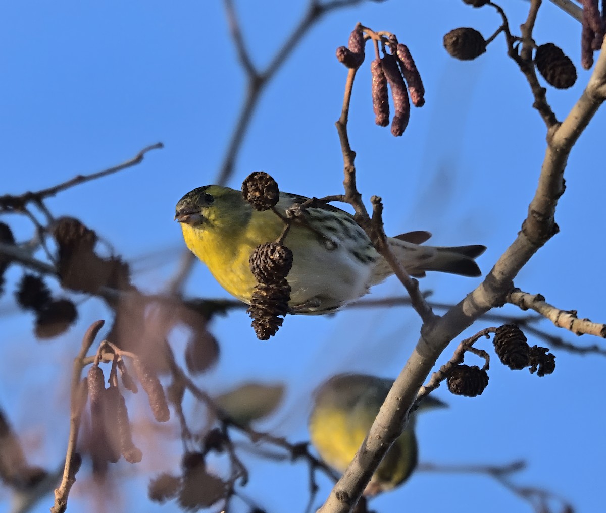 Eurasian Siskin - ML646503811