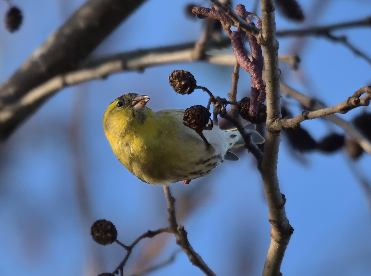 Eurasian Siskin - ML646503812