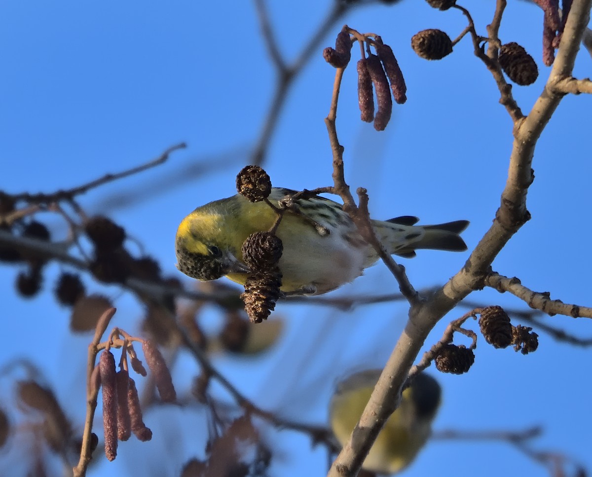 Eurasian Siskin - ML646503813