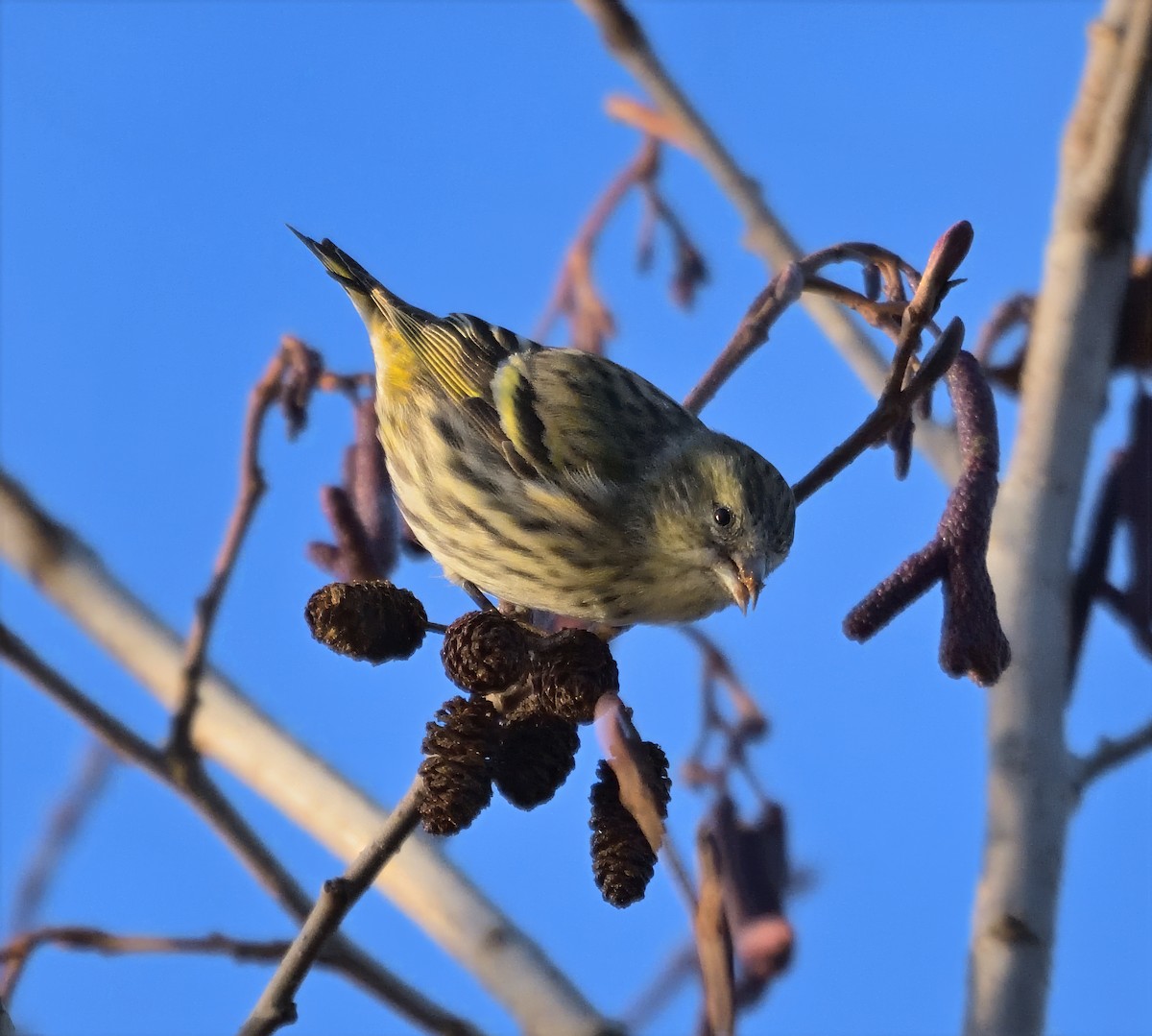Eurasian Siskin - ML646503814