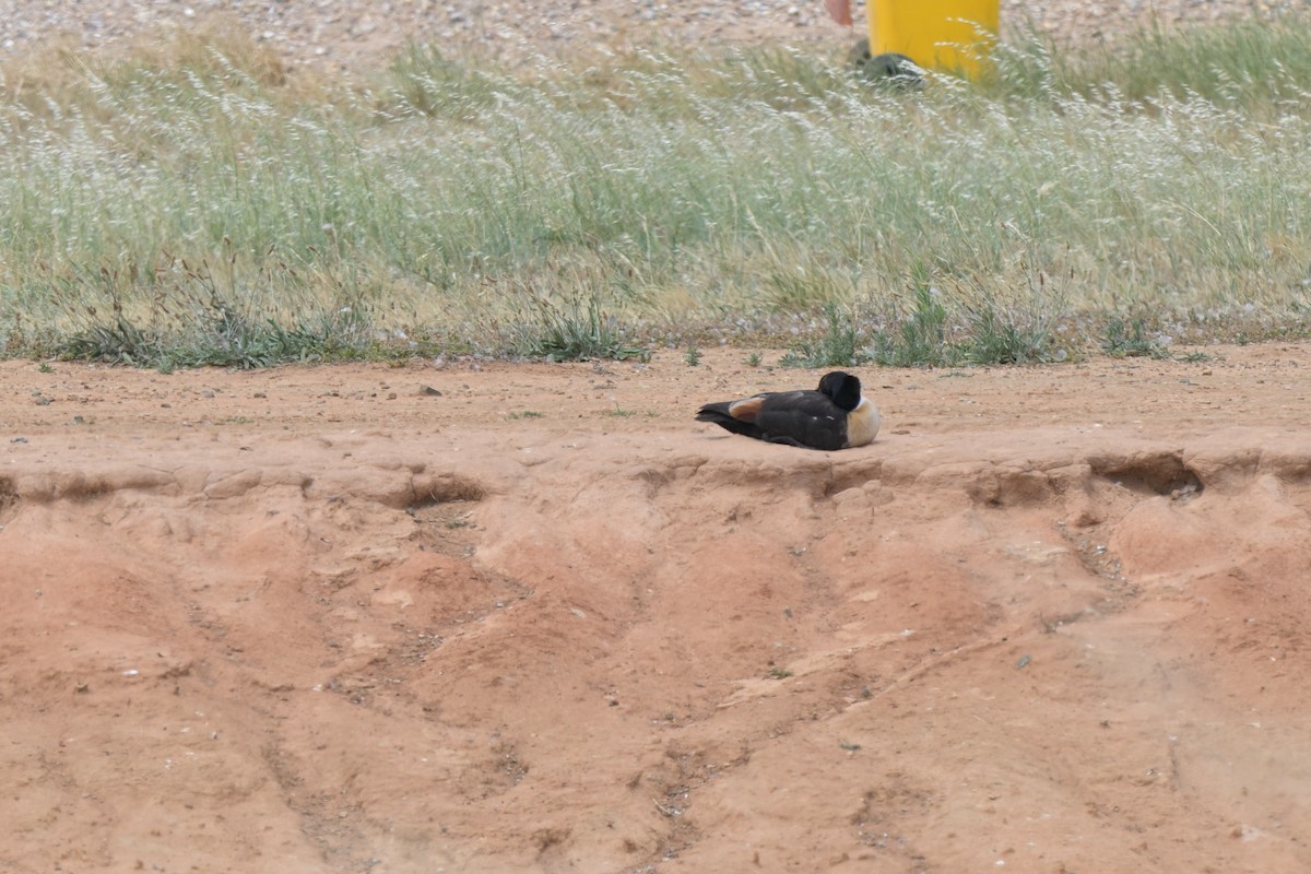 Australian Shelduck - ML646503816