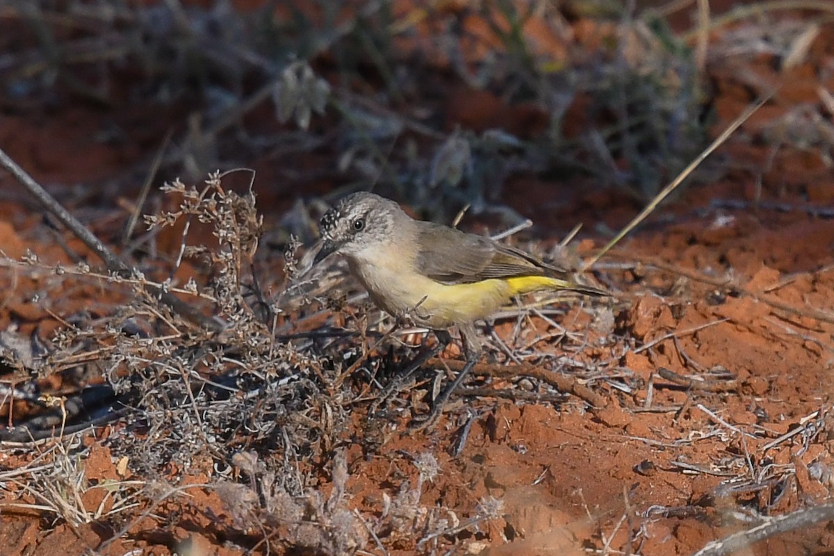 Yellow-rumped Thornbill - ML646503817