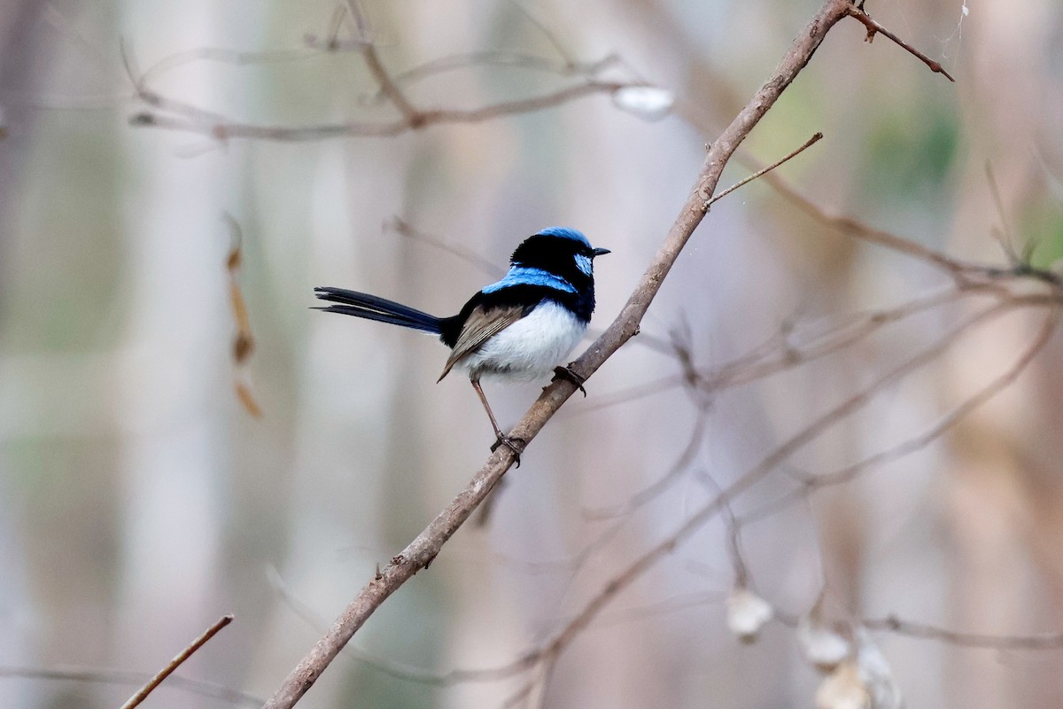 Superb Fairywren - ML646503818