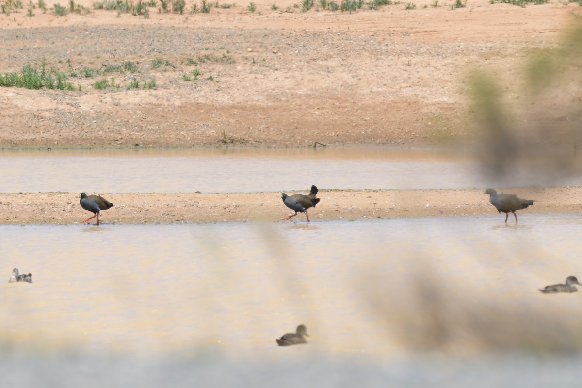 Black-tailed Nativehen - ML646503819