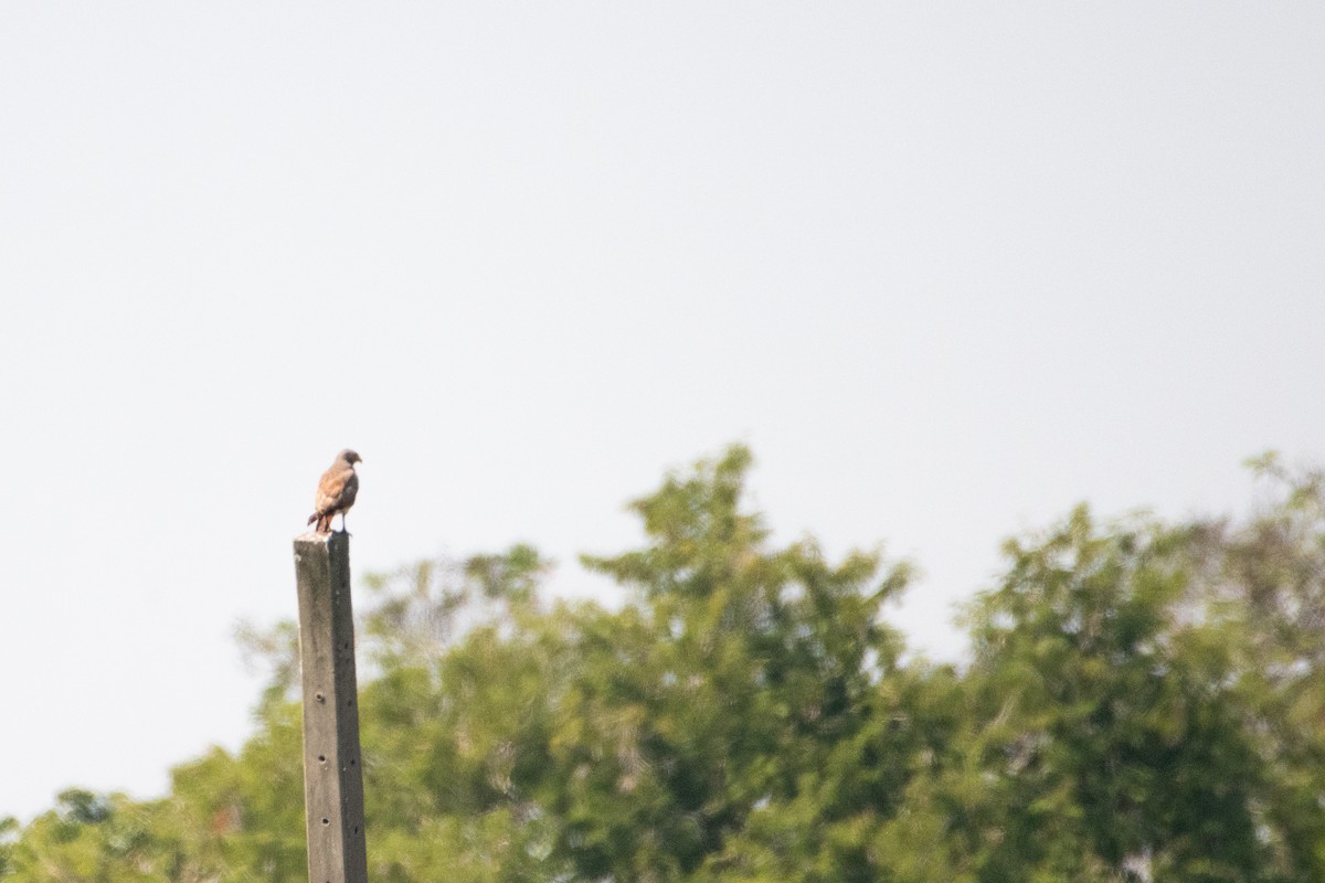 Rufous-winged Buzzard - ML646503820