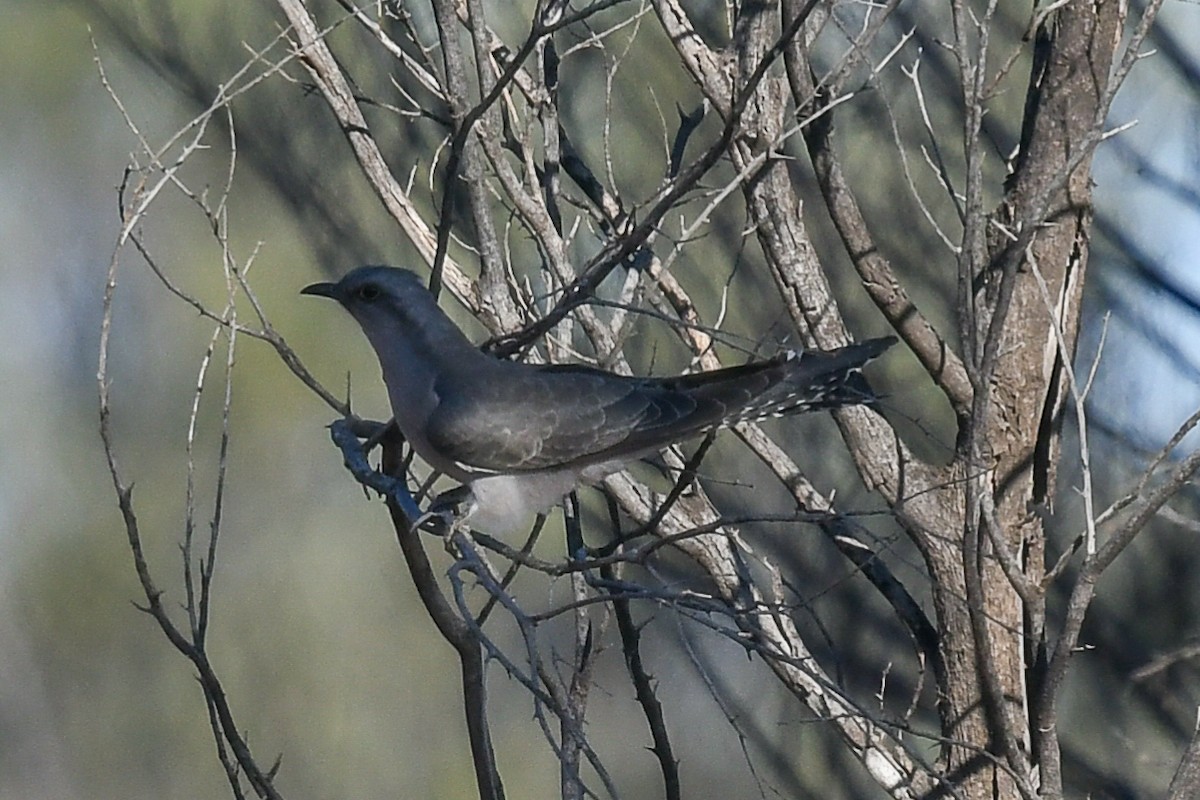 Pallid Cuckoo - ML646503821